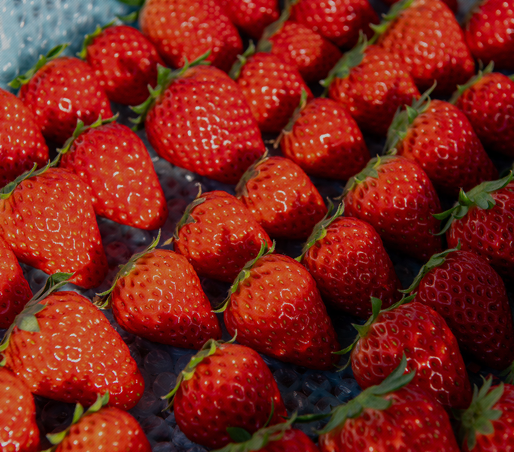 Fraise｜緋色の実・濃緋の実・あまりん・紅ほっぺを味わえるいちご狩り