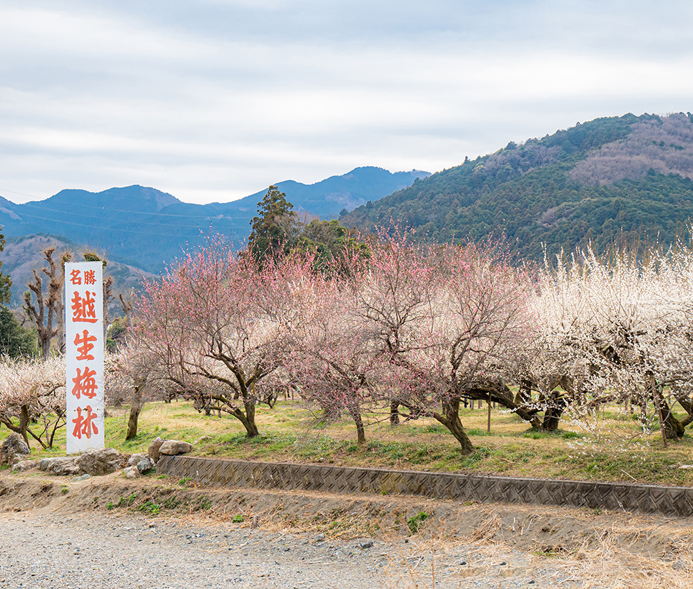 観光案内